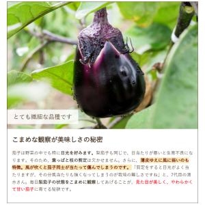梨茄子(白十全茄子)20個入り/後払い決済不可...の詳細画像3