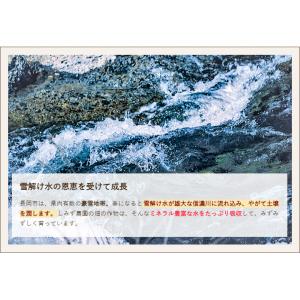 梨茄子(白十全茄子)20個入り/後払い決済不可...の詳細画像4