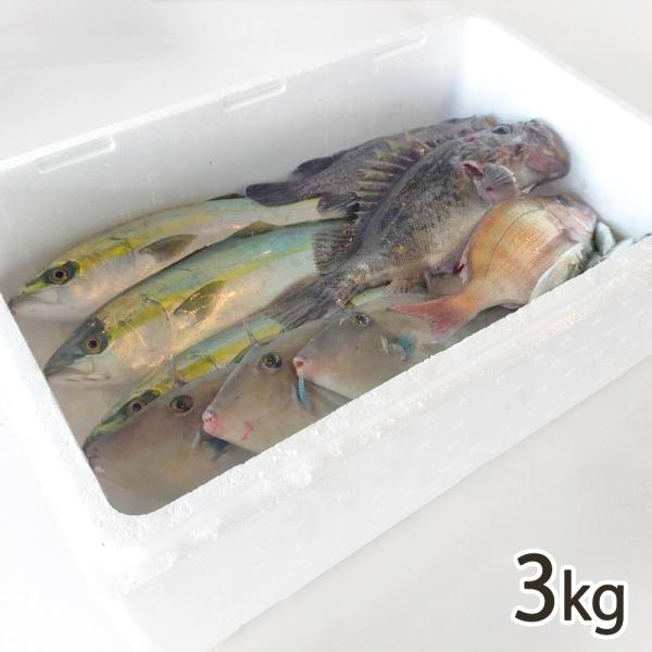 漁師のおまかせ鮮魚セット 3kg/後払い決済不可/粟島定置/送料無料