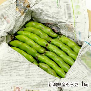 新潟県産そら豆 1kg/ドリーム和田/送料無料 父の日 お中元｜niigata-shop