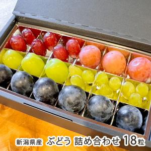 新潟県産ぶどう 詰め合わせ 18粒/菅井農園/送料無料
