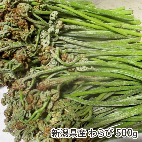 新潟県産 わらび 500g/おおかやば山菜園/送料無料