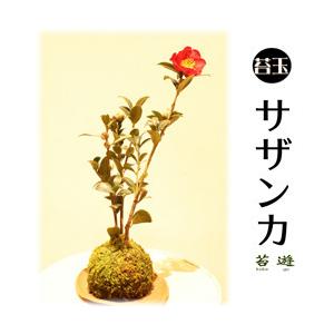 ニイガタゼロニイゴ 苔玉 苔遊 Yahoo ショッピング