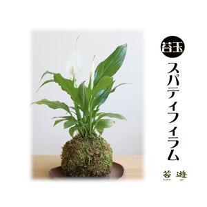 苔玉 スパティフィラム 風水で運気アップ 大人気の苔玉 Supa ニイガタゼロニイゴ 通販 Yahoo ショッピング