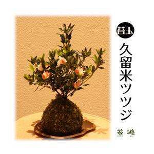 苔玉 久留米ツツジ 花言葉は 情熱 Tutuji ニイガタゼロニイゴ 通販 Yahoo ショッピング