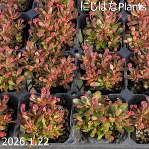 セダム 'クリーム玉蛋白' : にじはなPlants - 通販 - Yahoo!ショッピング