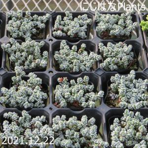 にじはなPlants - Yahoo!ショッピング