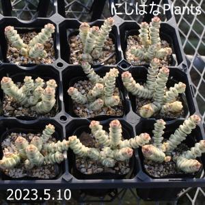 クラッスラ ファンタジー