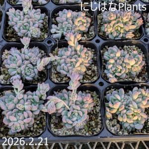 斑入りミセバヤ : にじはなPlants - 通販 - Yahoo!ショッピング