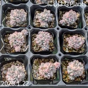 セダム ブレビフォリウム（木立性） : にじはなPlants - 通販 - Yahoo