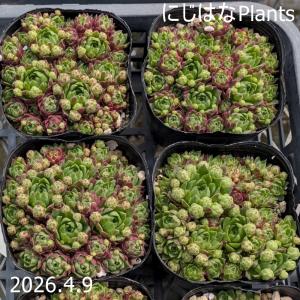 ジョビバルバ　ヒルタ ファルケンシュタイン産