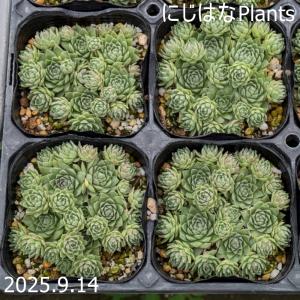 にじはなPlants - Yahoo!ショッピング