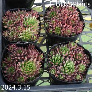 ジョビバルバ ヒルタ 'エメラルド スプリング'