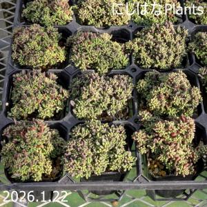 セダム ブレビフォリウム（木立性） : にじはなPlants - 通販 - Yahoo