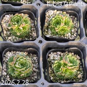 赤葉ヒダカミセバヤ : にじはなPlants - 通販 - Yahoo!ショッピング