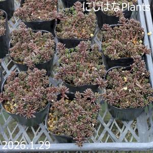 セダム ブレビフォリウム（木立性） : にじはなPlants - 通販 - Yahoo
