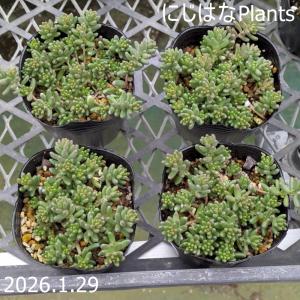セダム ヒスパニカム 'プルプレア' : にじはなPlants - 通販 - Yahoo