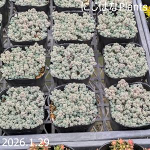 セダム ブレビフォリウム（木立性） : にじはなPlants - 通販 - Yahoo