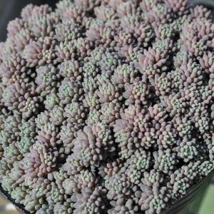 セダム ヒスパニカム プルプレアの詳細画像1