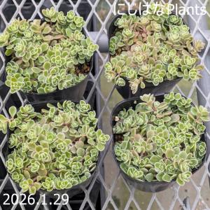 セダム 'オーロラ ベリー' 品種登録出願中 : にじはなPlants - 通販