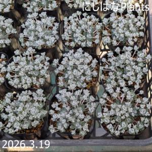 セダム ブレビフォリウム 'そよ風の天使' : にじはなPlants - 通販