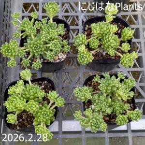 セダム '玉葉錦' : にじはなPlants - 通販 - Yahoo!ショッピング