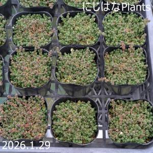 セダム アルブム 'ファロ フォーム'