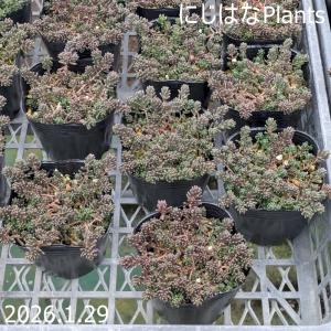 セダム アルブム 'ブラックベリー'