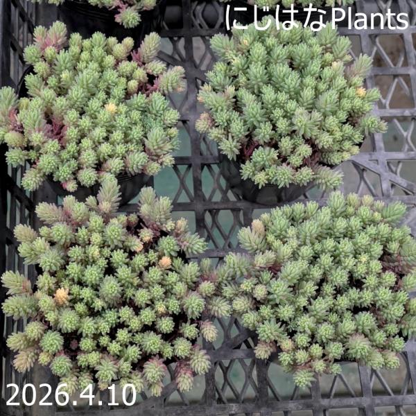 セダム 斑入りパリダム