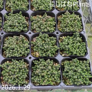 セダム ブレビフォリウム（木立性） : にじはなPlants - 通販 - Yahoo