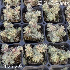 ペトロセダム  'カメレオン錦'