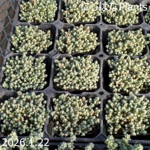 セダム ブレビフォリウム ’そよ風の天使’