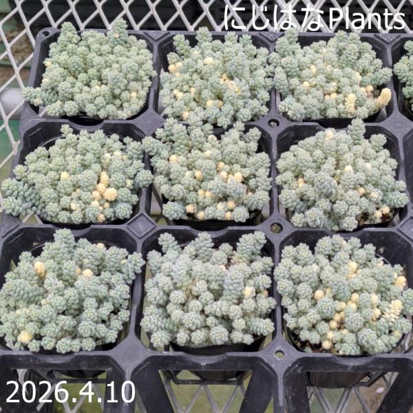 セダム ’クリーム玉蛋白’