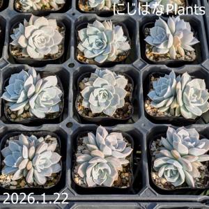 セダム スプリングワンダー : にじはなPlants - 通販 - Yahoo!ショッピング