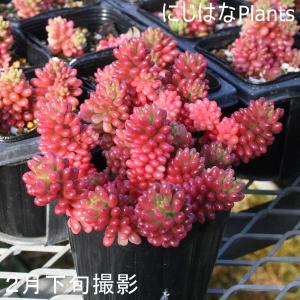 セダム オーロラ ベリー 品種登録出願中の詳細画像2