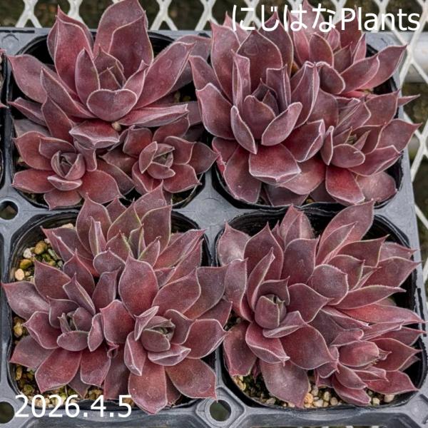 センペルビブム 'ロートコッフ'