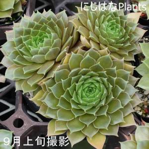 センペルビブム テデルハイドの詳細画像2