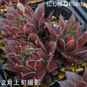 センペルビブム フラッシャーの詳細画像1