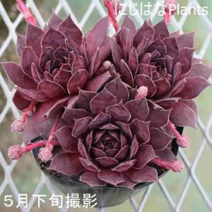 センペルビブム レゴラス 9cmポットの詳細画像1