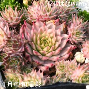 センペルビブム メッテニアナム錦 メッテニー錦...の詳細画像1