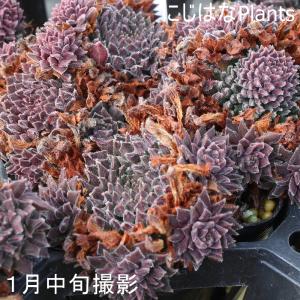 センペルビブム レッド オディッティの詳細画像1