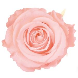 プリザーブドフラワー 　ビビアン　ブライダルピンク　1輪 　定形外発送可能