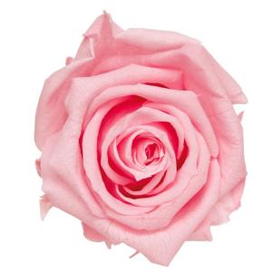 プリザーブドフラワー フレッシュルックピッコラブロッサムローズ ベイビーピンク 1輪 定形外発送可能