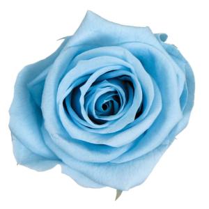 フロールエバー　florever　フレッシュルックベイビーローズ　プリザーブド　ローズ　バラ　　