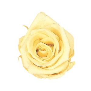 フロールエバー florever　フレッシュルックスプレーローズ　プリザーブド　ローズ　バラ　　