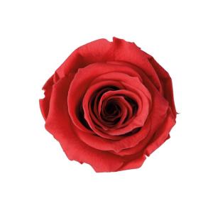 フロールエバー florever　フレッシュルックスプレーローズ　プリザーブド　ローズ　バラ　　