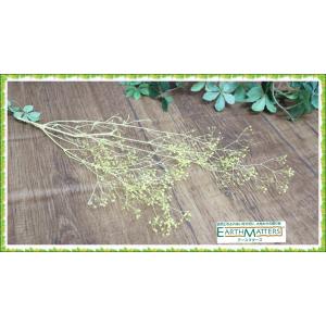 大地農園 ソフトミニカスミ草 パープル 2g ...の詳細画像1