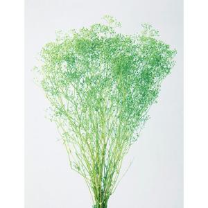 大地農園　ソフトミニカスミ草　ヴェールグリーン　2ｇ　プリザーブド　定形外発送可能　小分け