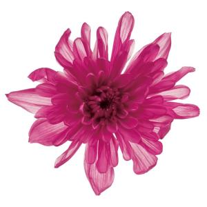 プリザーブドフラワー ことね菊 ラズベリー 1輪 定形外発送可能