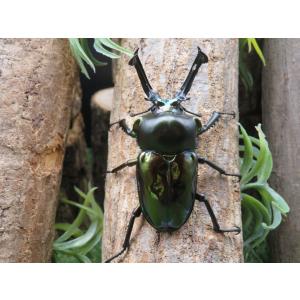 ニジイロクワガタ 特選グリーン♂♀ペア ♂5.44cm   yn00497  外国産クワガタ